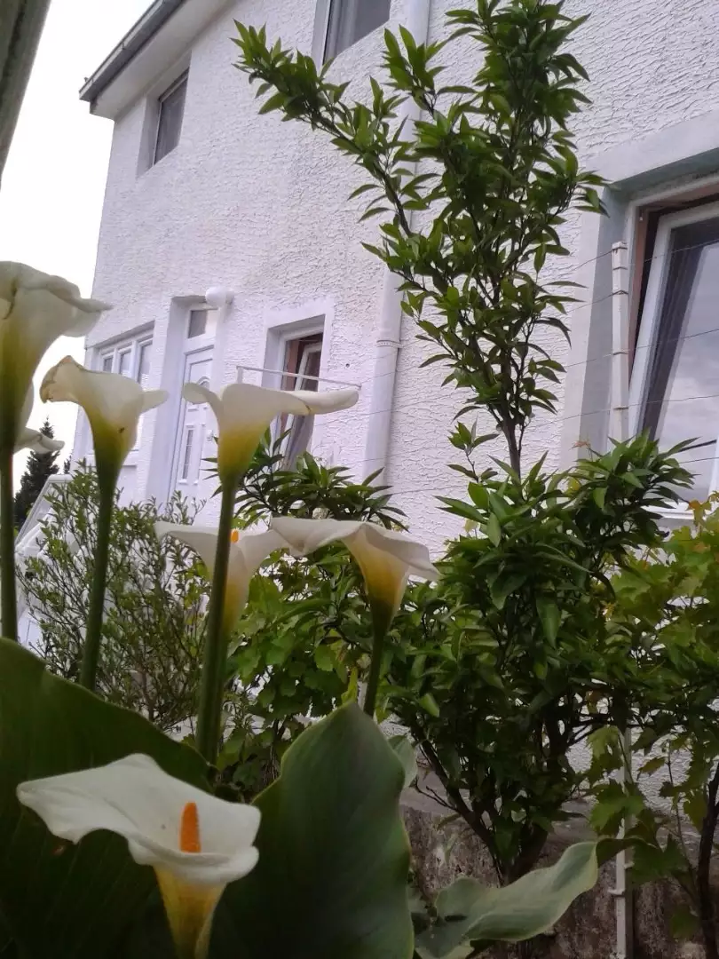 House 200m² in Montenegro, Sutomore. Priced at 170000€ rent photo-12