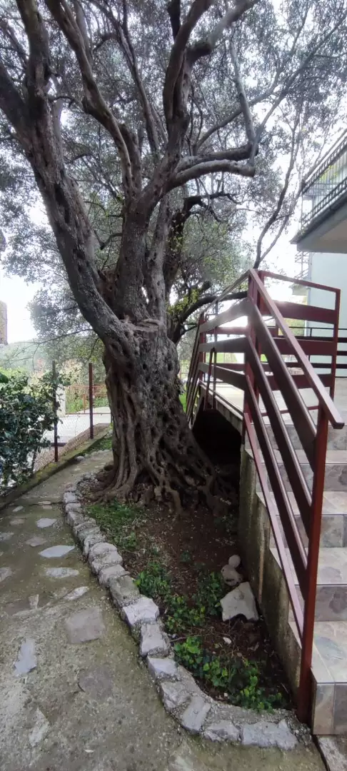 House 160m² in Montenegro, Bar. Priced at 220000€ rent photo-22