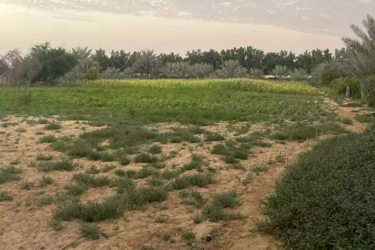 Land 23226m² in UAE, Abu Dhabi. Priced at 2438193€ rent photo-1