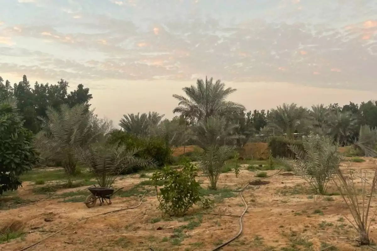 Land 23226m² in UAE, Abu Dhabi. Priced at 2438193€ rent photo-8