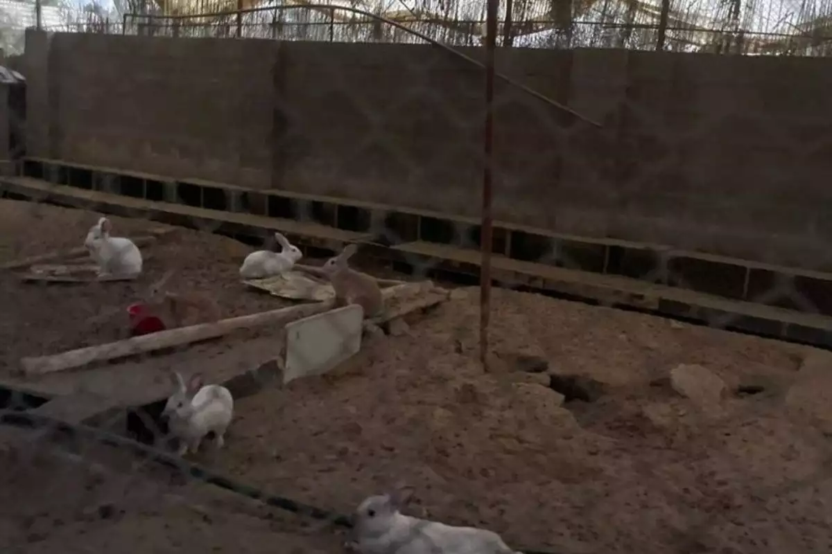 Land 23226m² in UAE, Abu Dhabi. Priced at 2438193€ rent photo-14