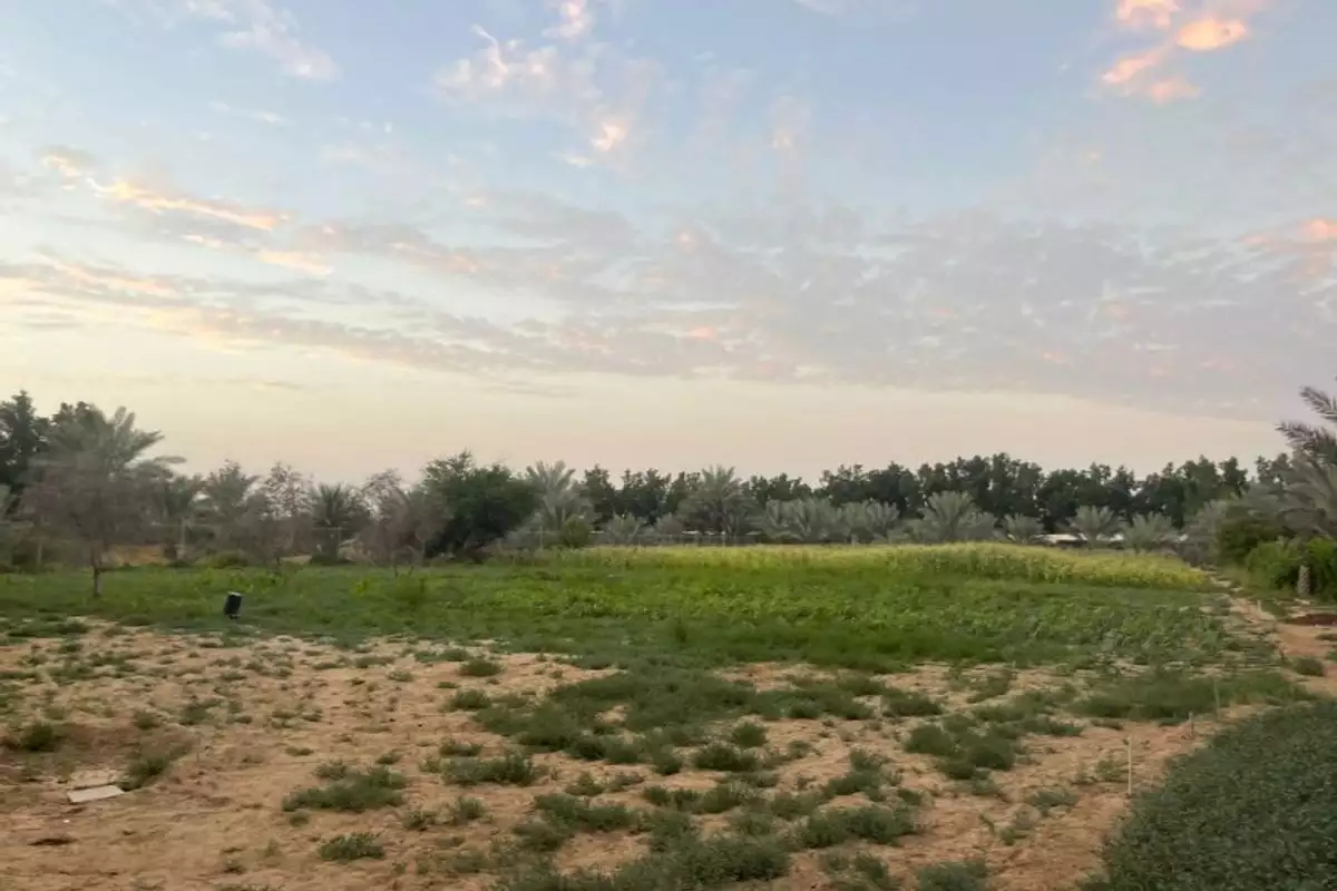 Land 23226m² in UAE, Abu Dhabi. Priced at 2438193€ rent photo-25