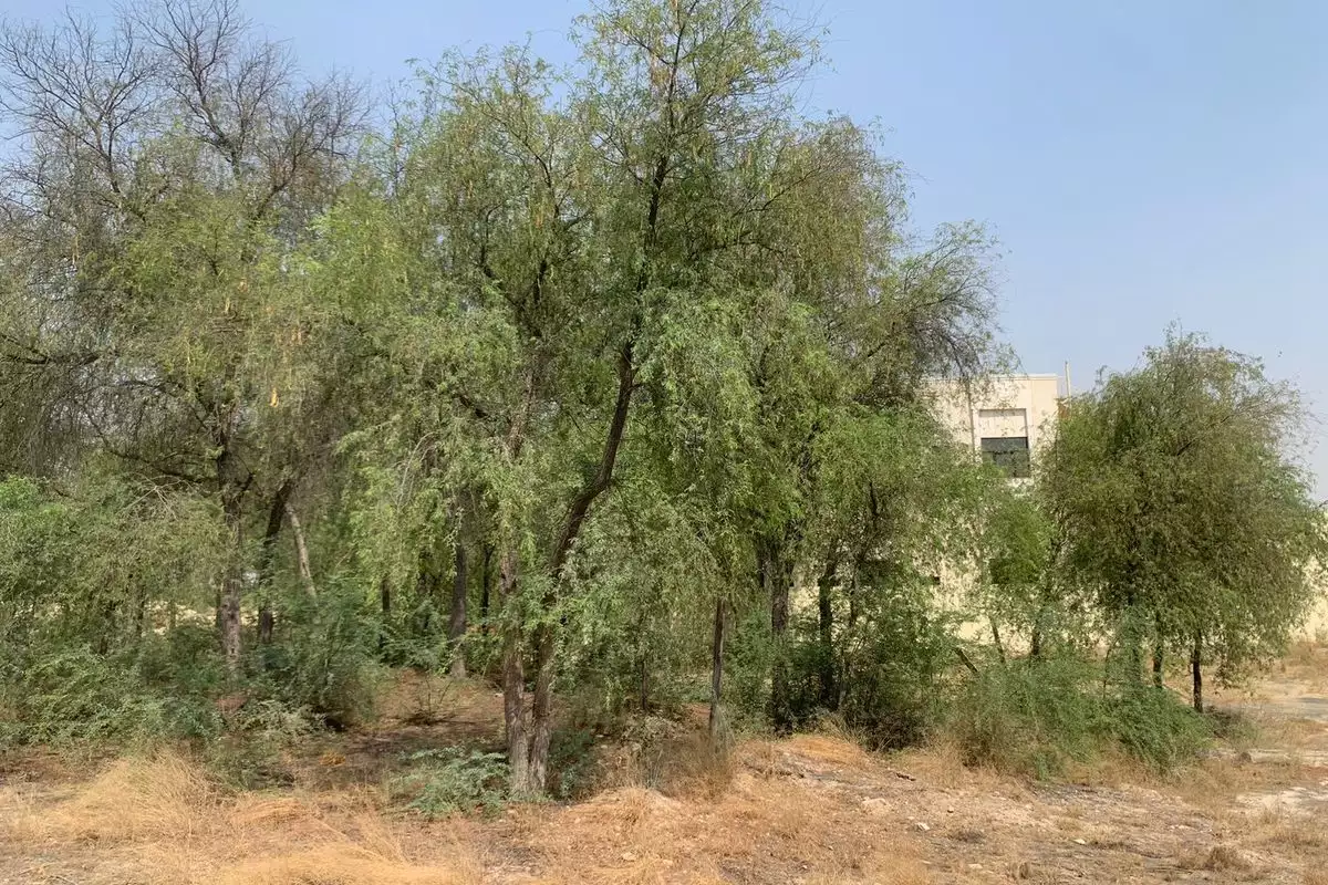 Land 1338m² in UAE, Dubai. Priced at 1401717€ rent photo-7