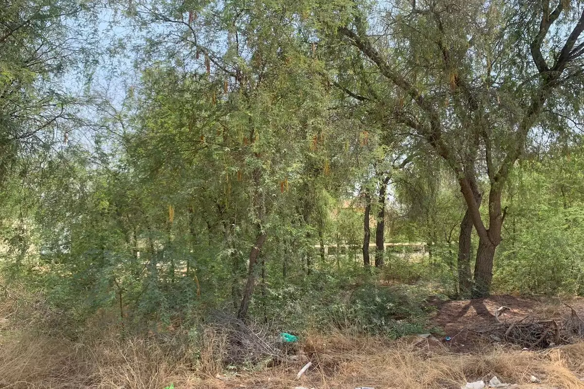 Land 1338m² in UAE, Dubai. Priced at 1401717€ rent photo-8