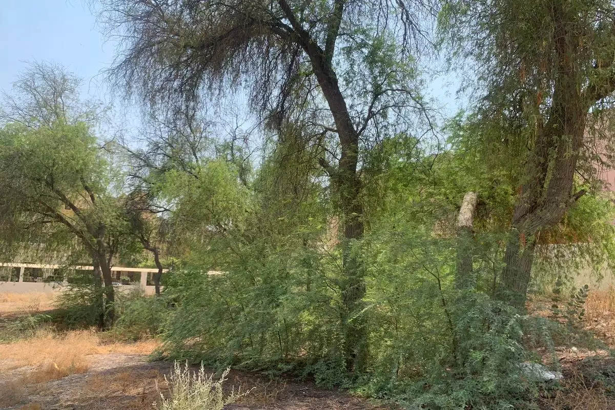 Land 1338m² in UAE, Dubai. Priced at 1401717€ rent photo-11