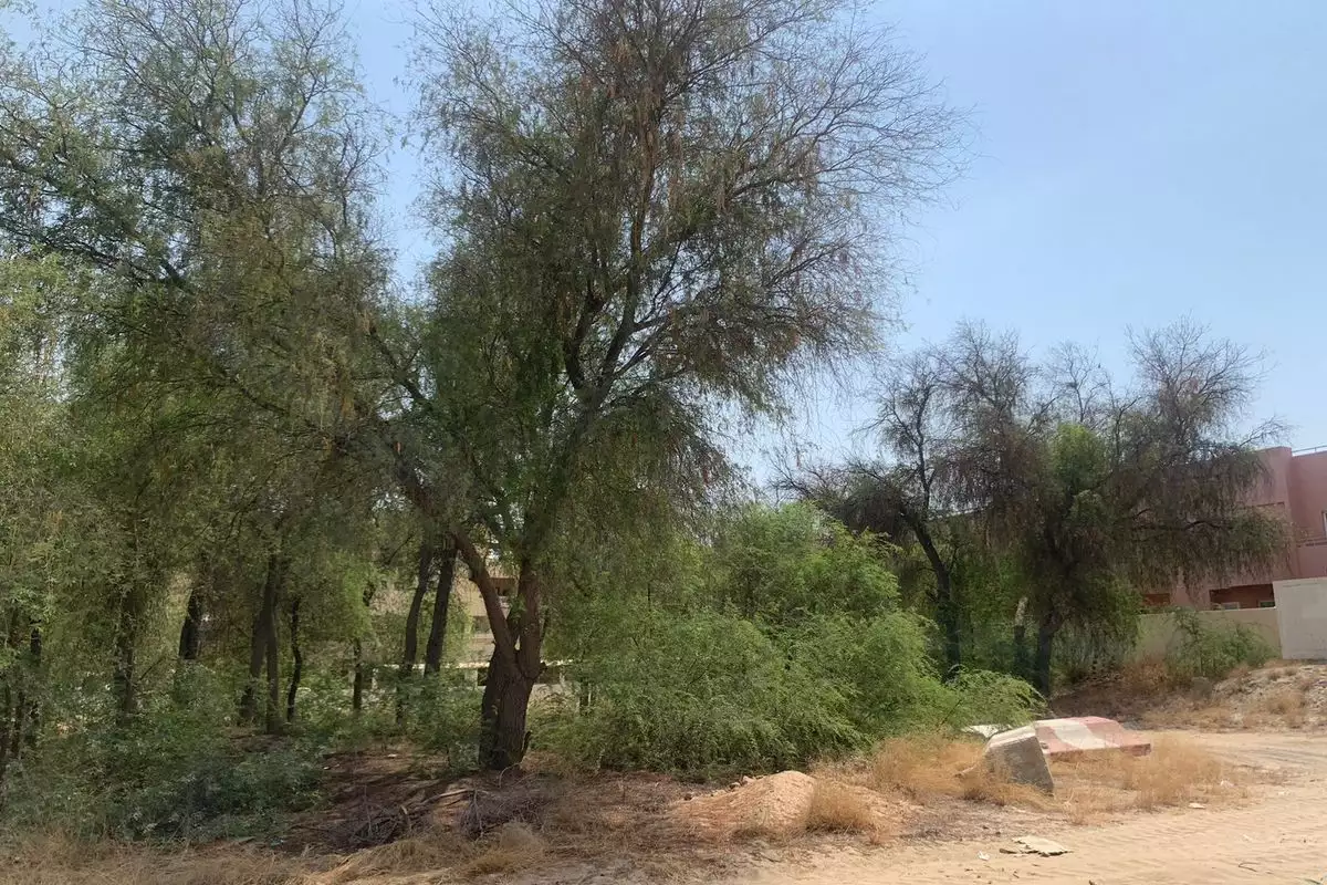 Land 1338m² in UAE, Dubai. Priced at 1401717€ rent photo-15