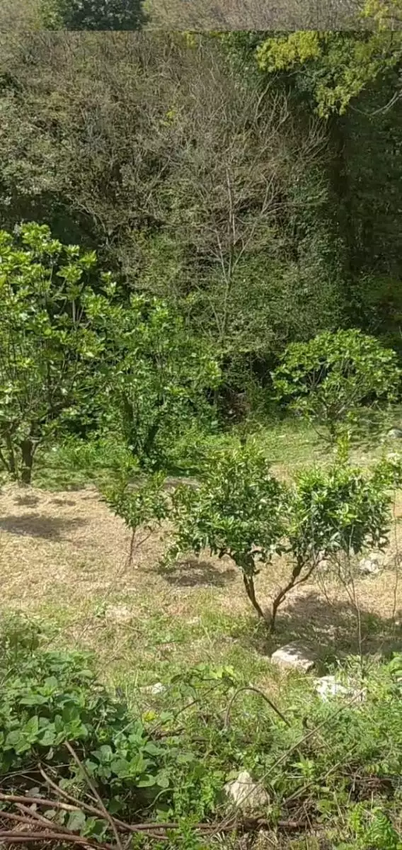 Land 1m² in Montenegro, Mojdez. Priced at 24000€ rent photo-2