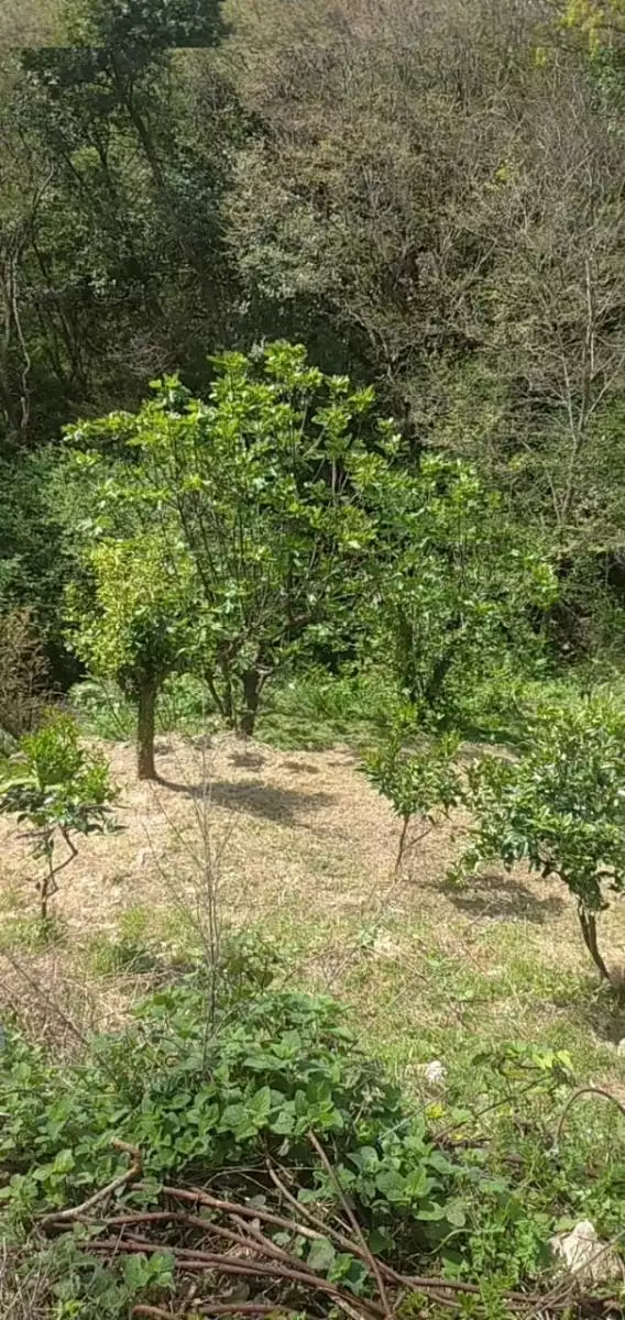 Land 1m² in Montenegro, Mojdez. Priced at 24000€ rent photo-4