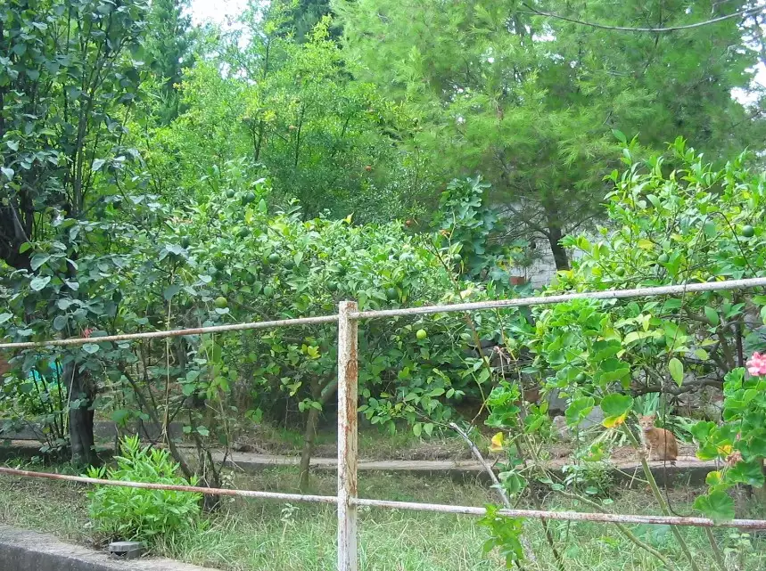 Land 50m² in Montenegro, Bar. Priced at 190000€ rent photo-2