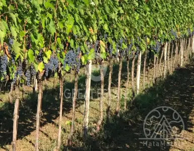 Buy in Italy for 1800000€