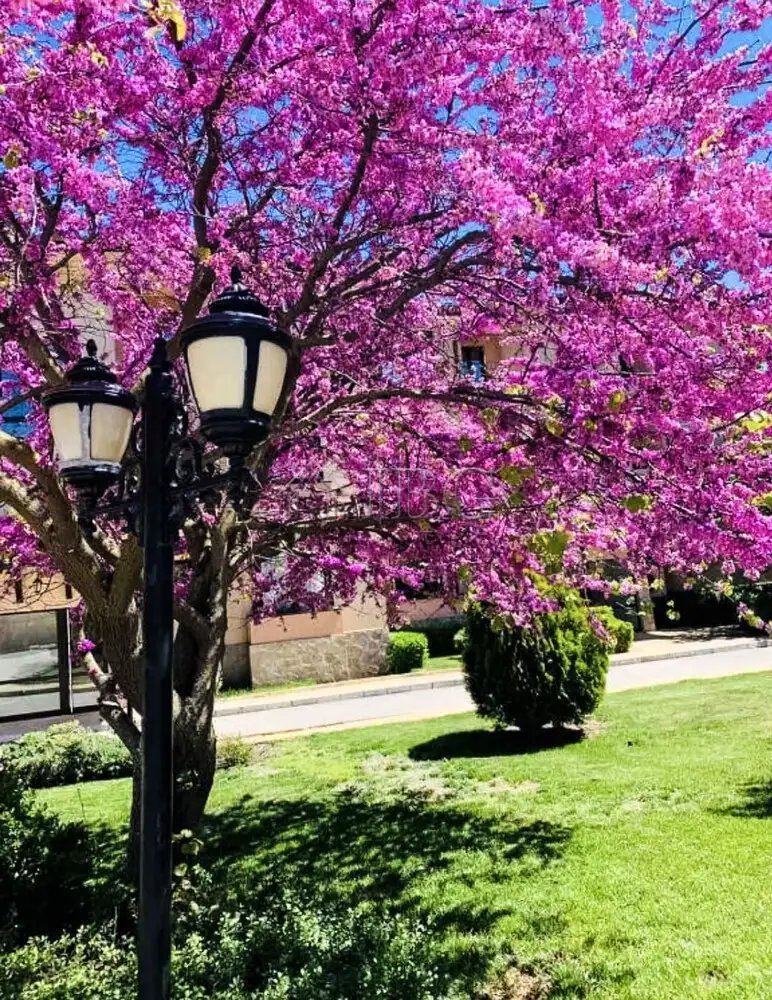 Flat 85m² in Bulgaria, Topola. Priced at 69000€ rent photo-16