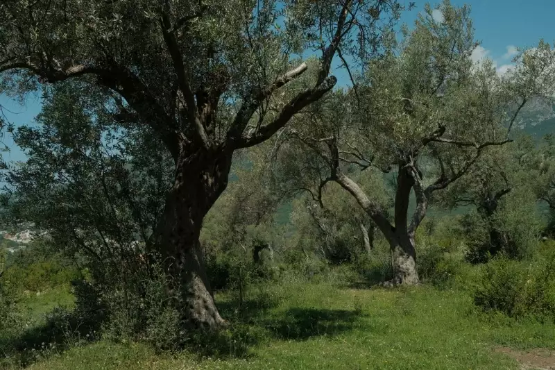 Land 1m² in Italy, Barga. Priced at 570000€ rent photo-30