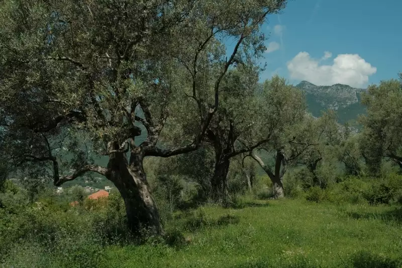 Land 1m² in Italy, Barga. Priced at 570000€ rent photo-31