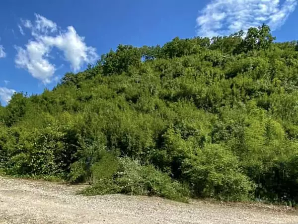 Land 1m² in Montenegro, Virpazar. Priced at 50000€ rent photo-6