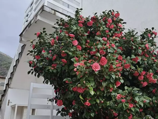 House 200m² in Montenegro, Herceg Novi. Priced at 400000€ rent photo-14