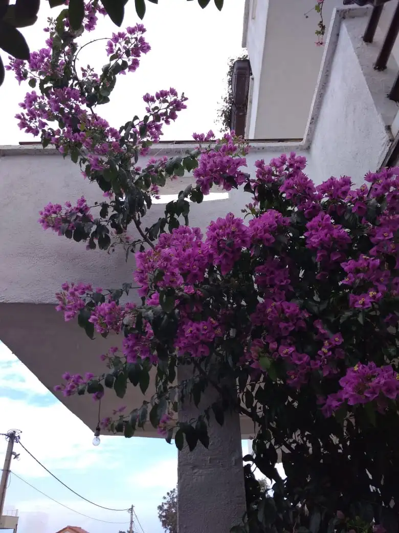 House 199m² in Montenegro, Utjeha. Priced at 350000€ rent photo-5