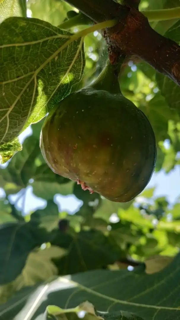 House 199m² in Montenegro, Utjeha. Priced at 350000€ rent photo-6