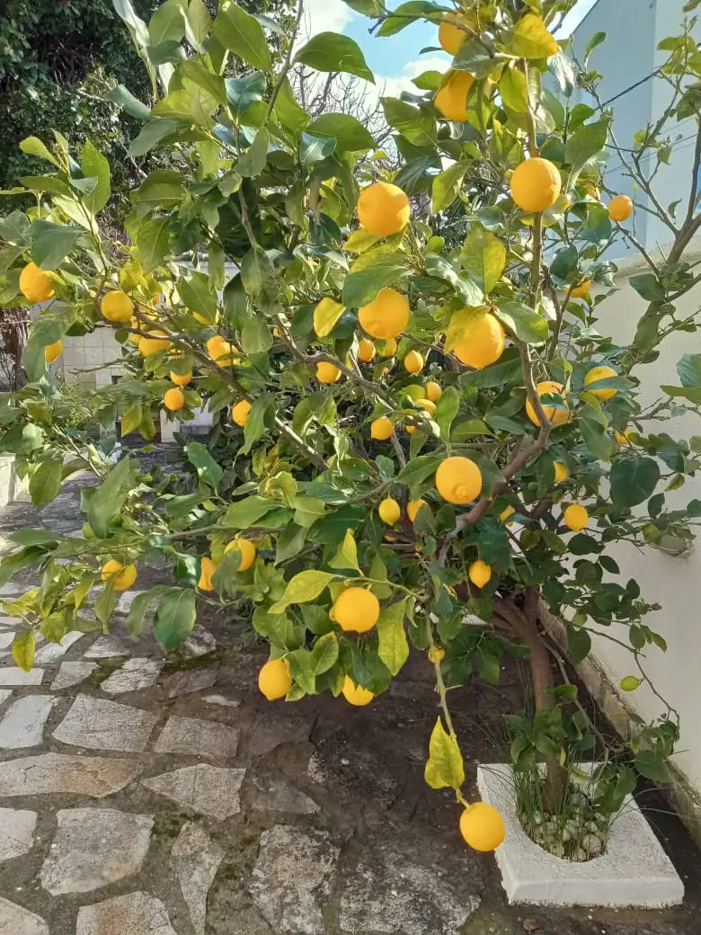 House 199m² in Montenegro, Utjeha. Priced at 350000€ rent photo-10