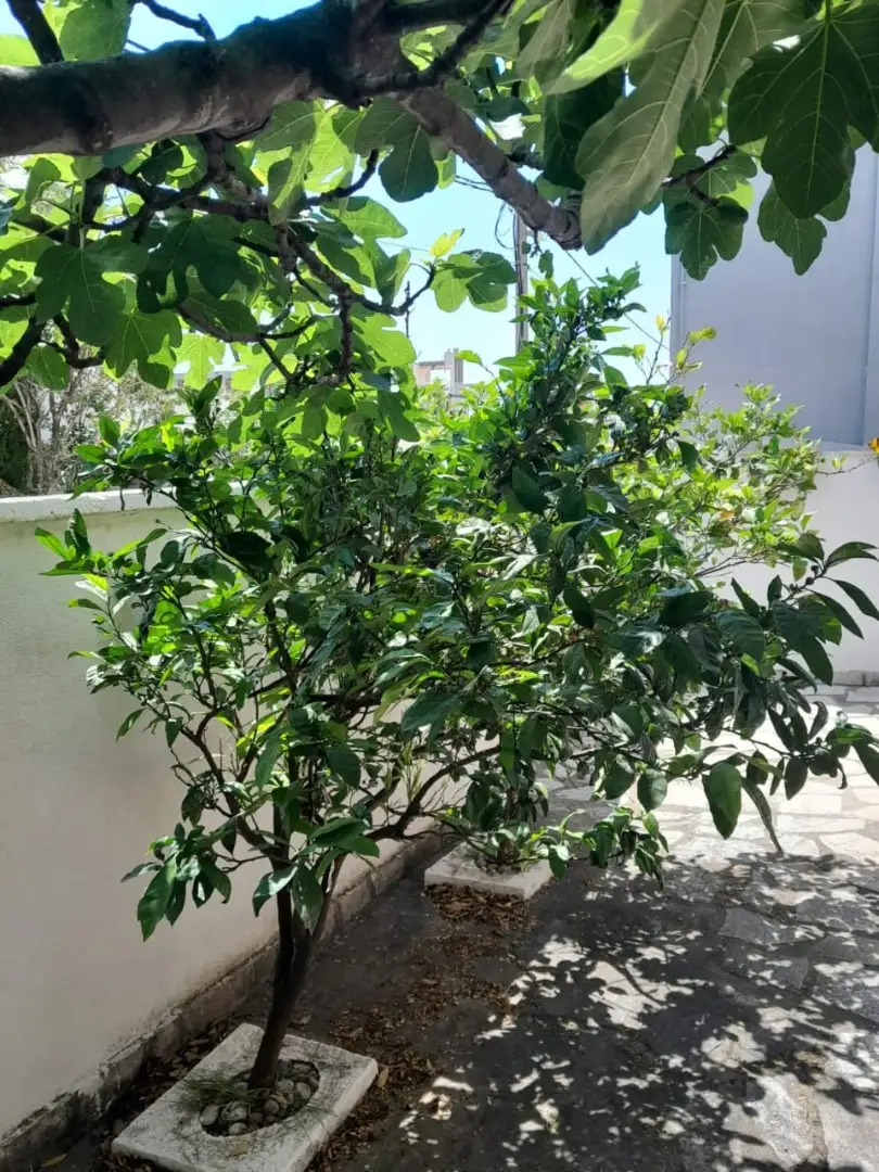 House 199m² in Montenegro, Utjeha. Priced at 350000€ rent photo-33