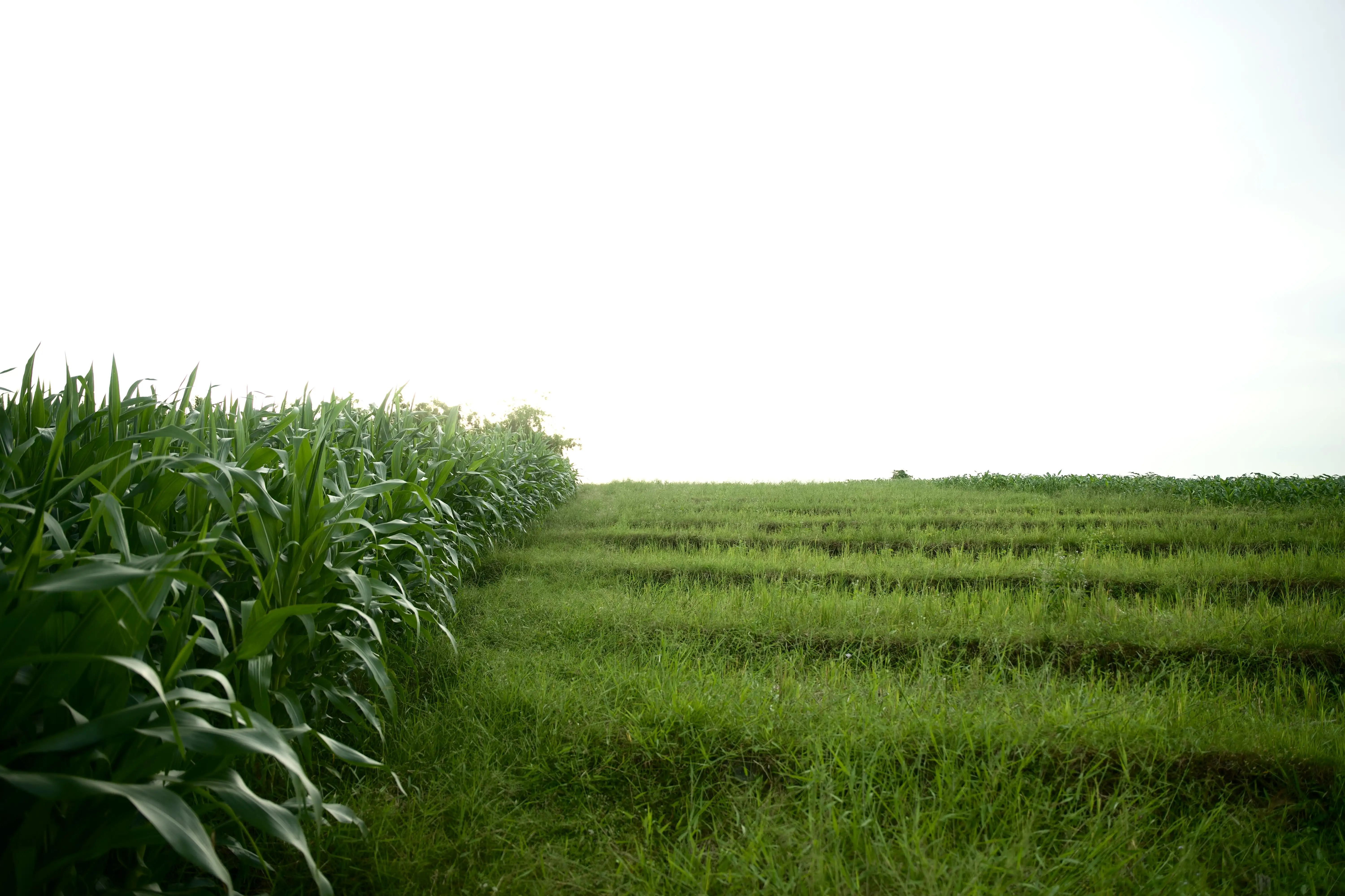 Land 0m² in Indonesia, Tabanan. Priced at 176673$ rent photo-4
