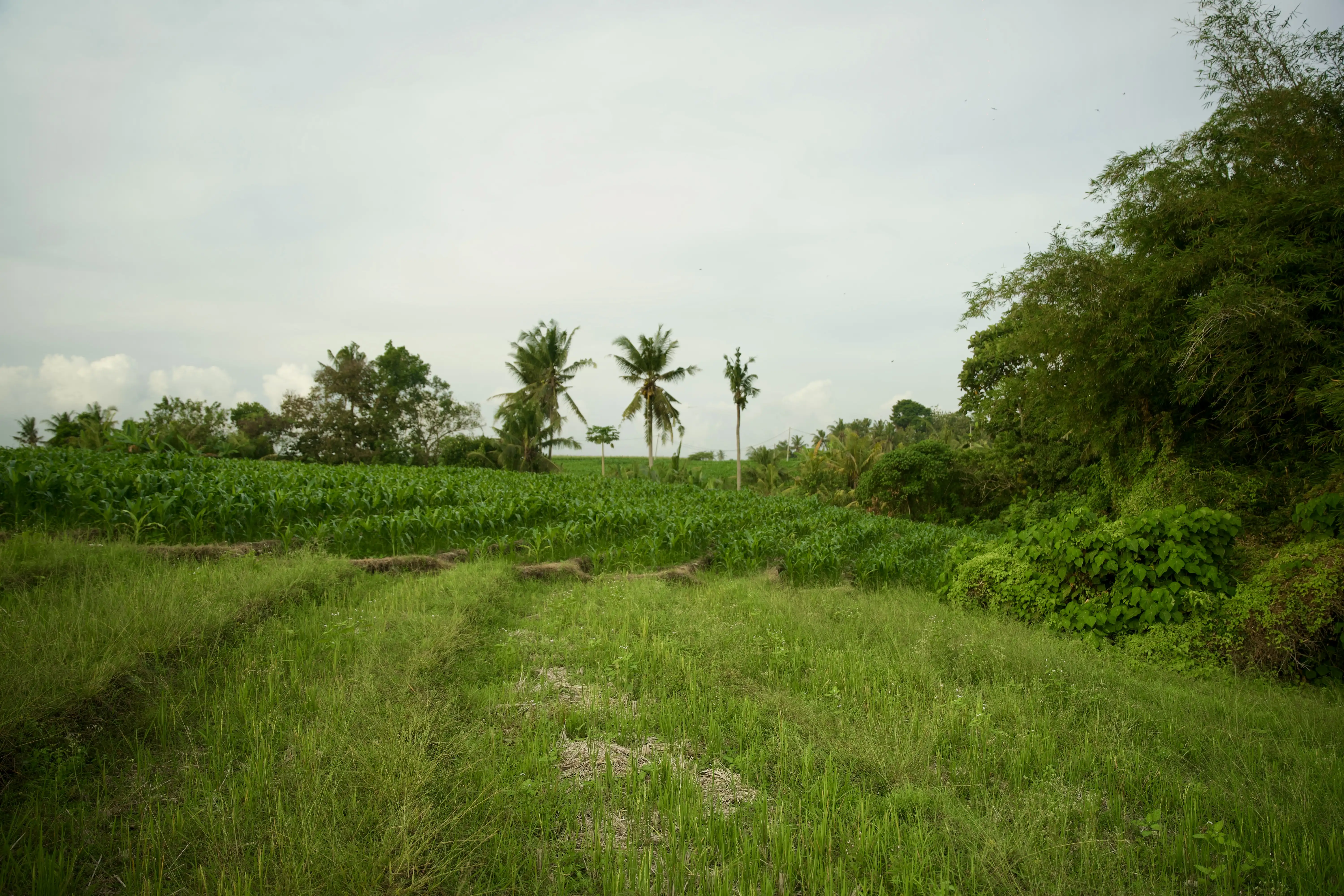 Land 0m² in Indonesia, Tabanan. Priced at 176673$ rent photo-5