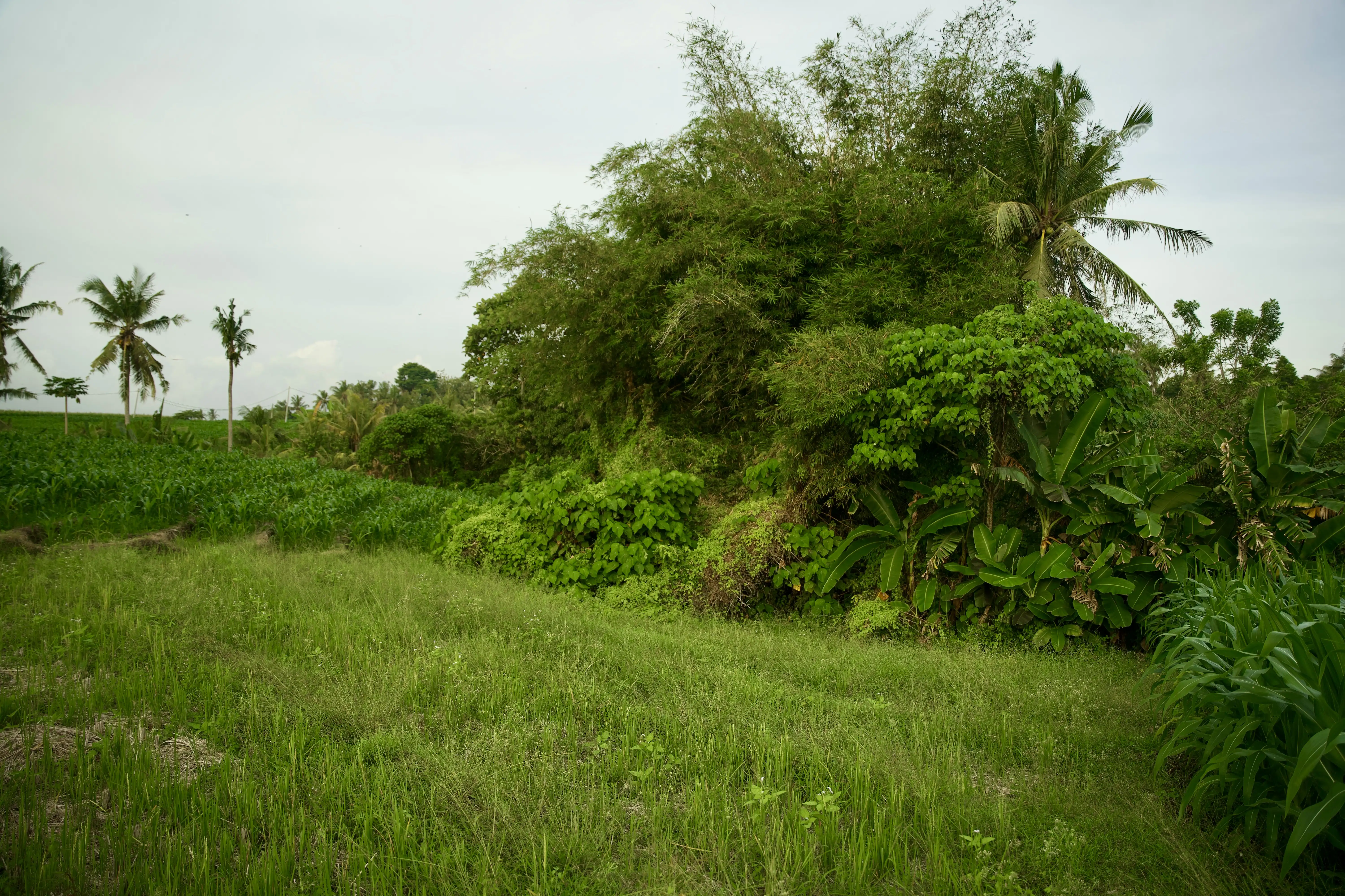 Land 0m² in Indonesia, Tabanan. Priced at 176673$ rent photo-6