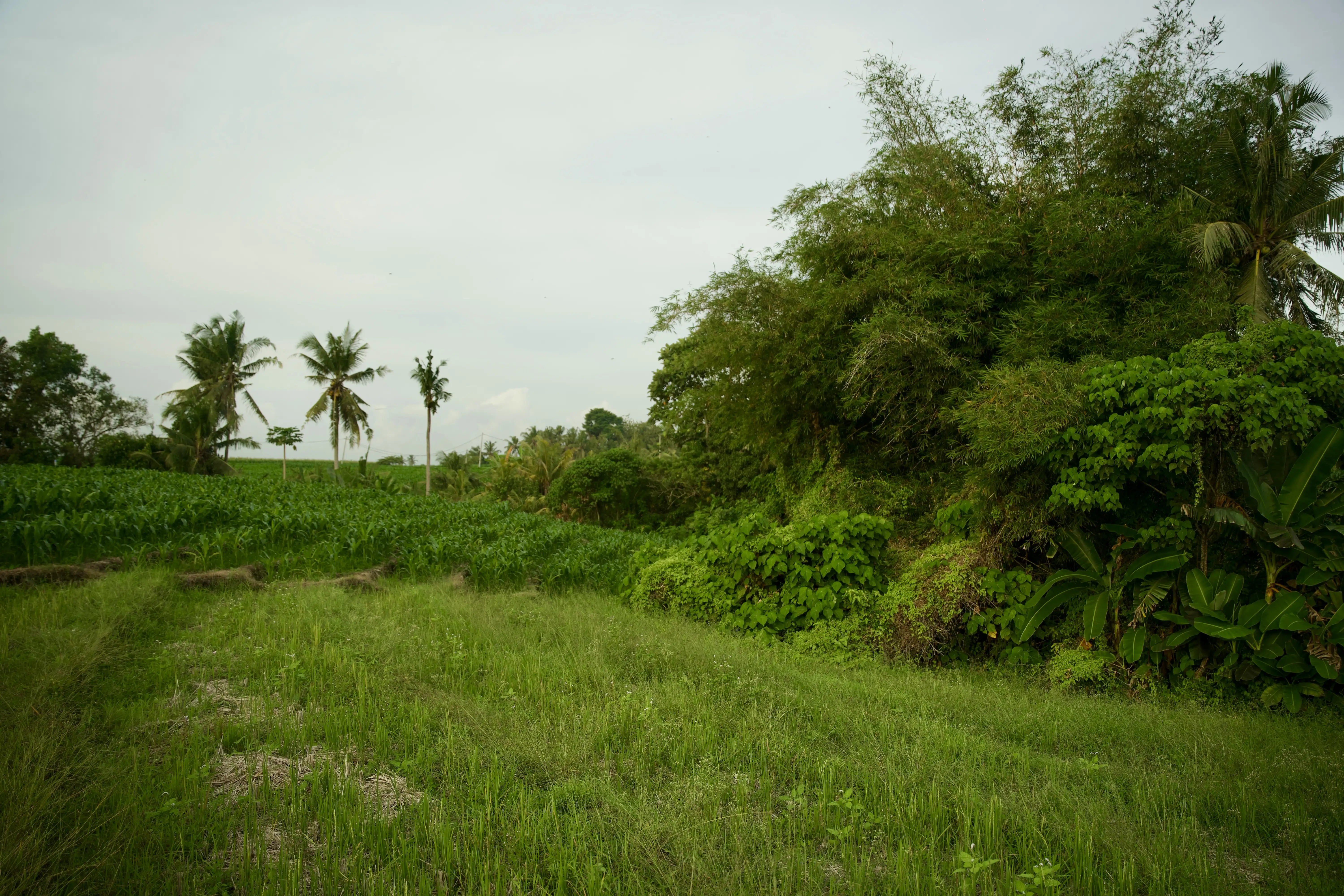 Land 0m² in Indonesia, Tabanan. Priced at 176673$ rent photo-7