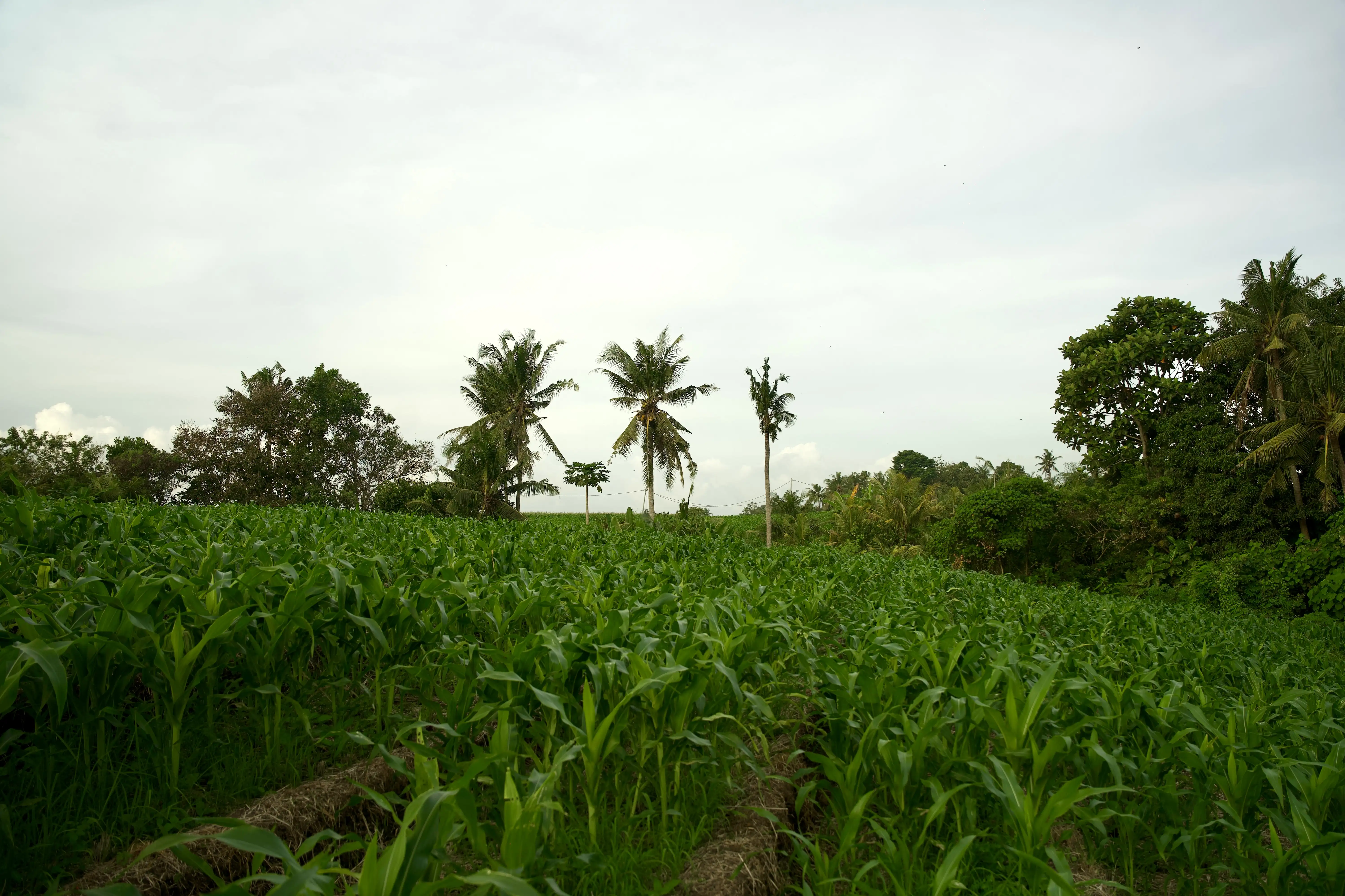 Land 0m² in Indonesia, Tabanan. Priced at 176673$ rent photo-8