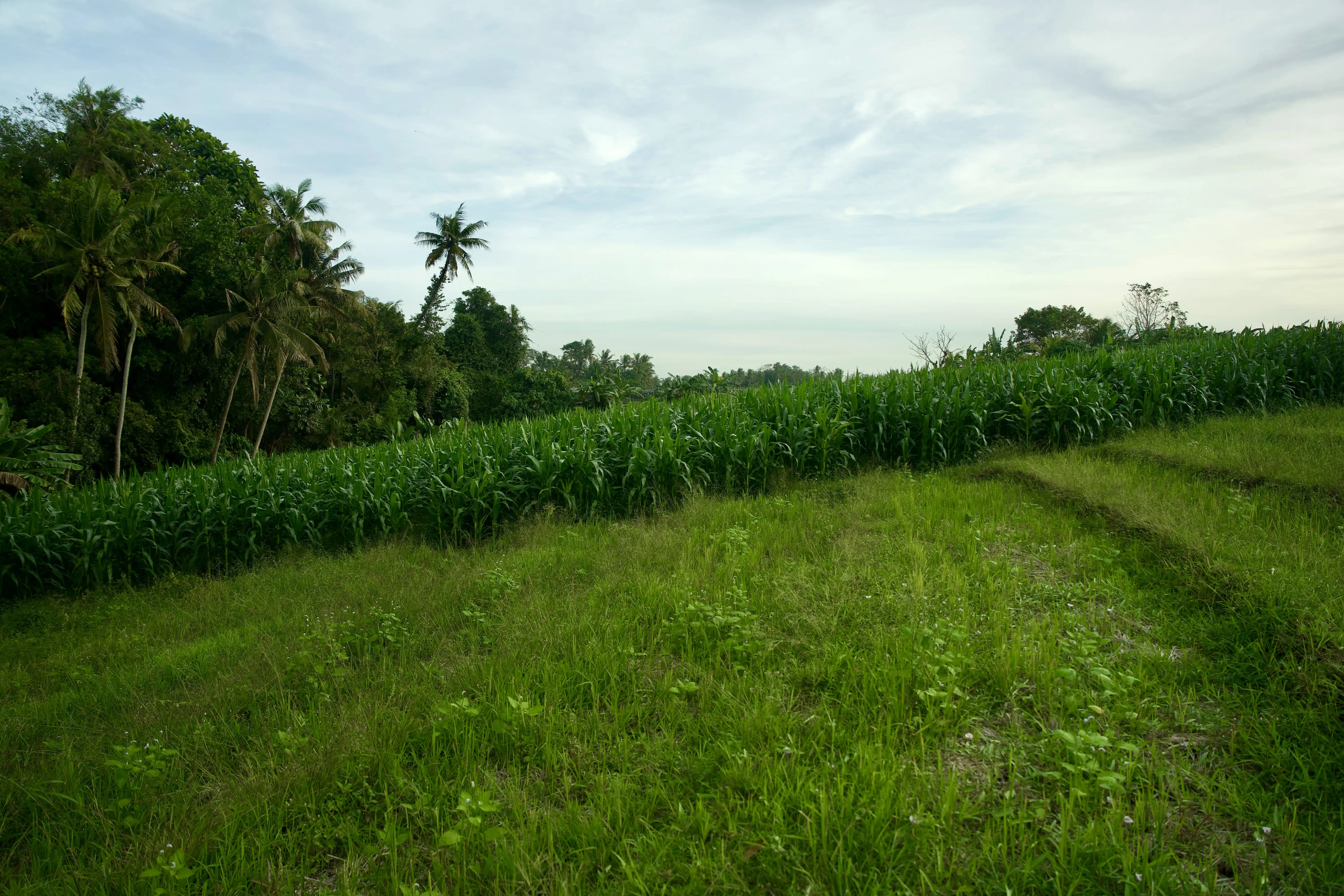 Land 0m² in Indonesia, Tabanan. Priced at 176673$ rent photo-9