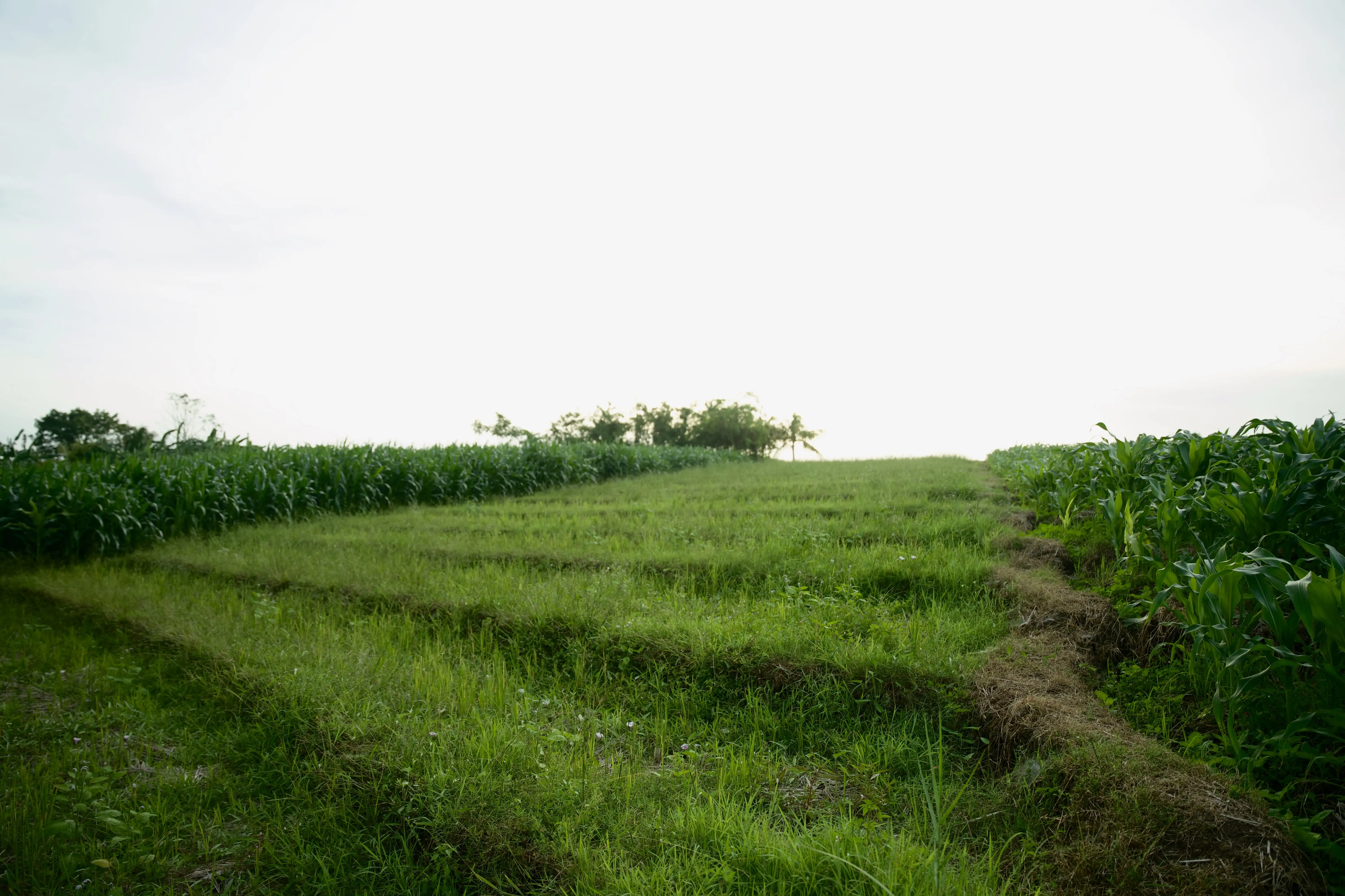 Land 0m² in Indonesia, Tabanan. Priced at 176673$ rent photo-10