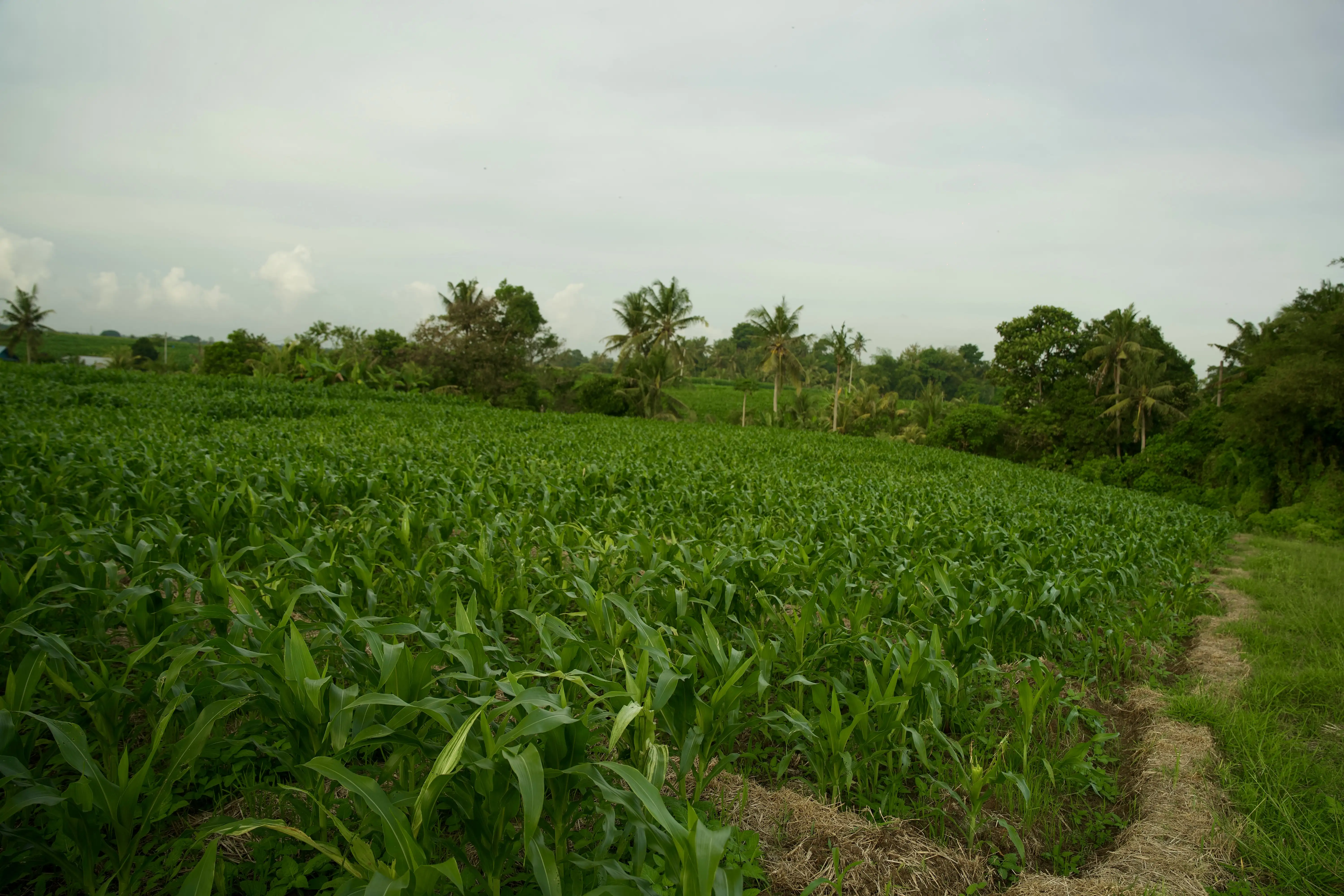 Land 0m² in Indonesia, Tabanan. Priced at 176673$ rent photo-12