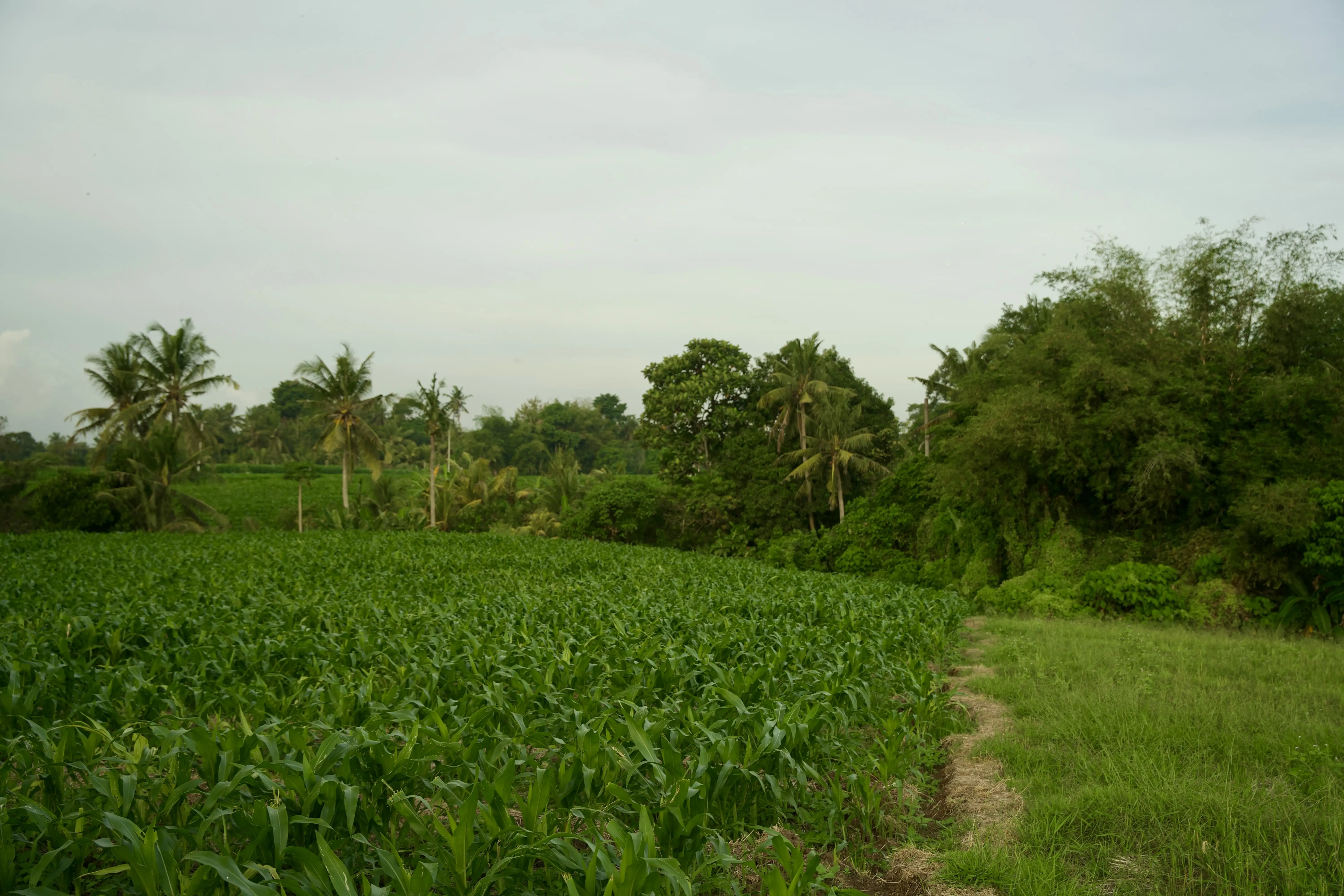 Land 0m² in Indonesia, Tabanan. Priced at 176673$ rent photo-13