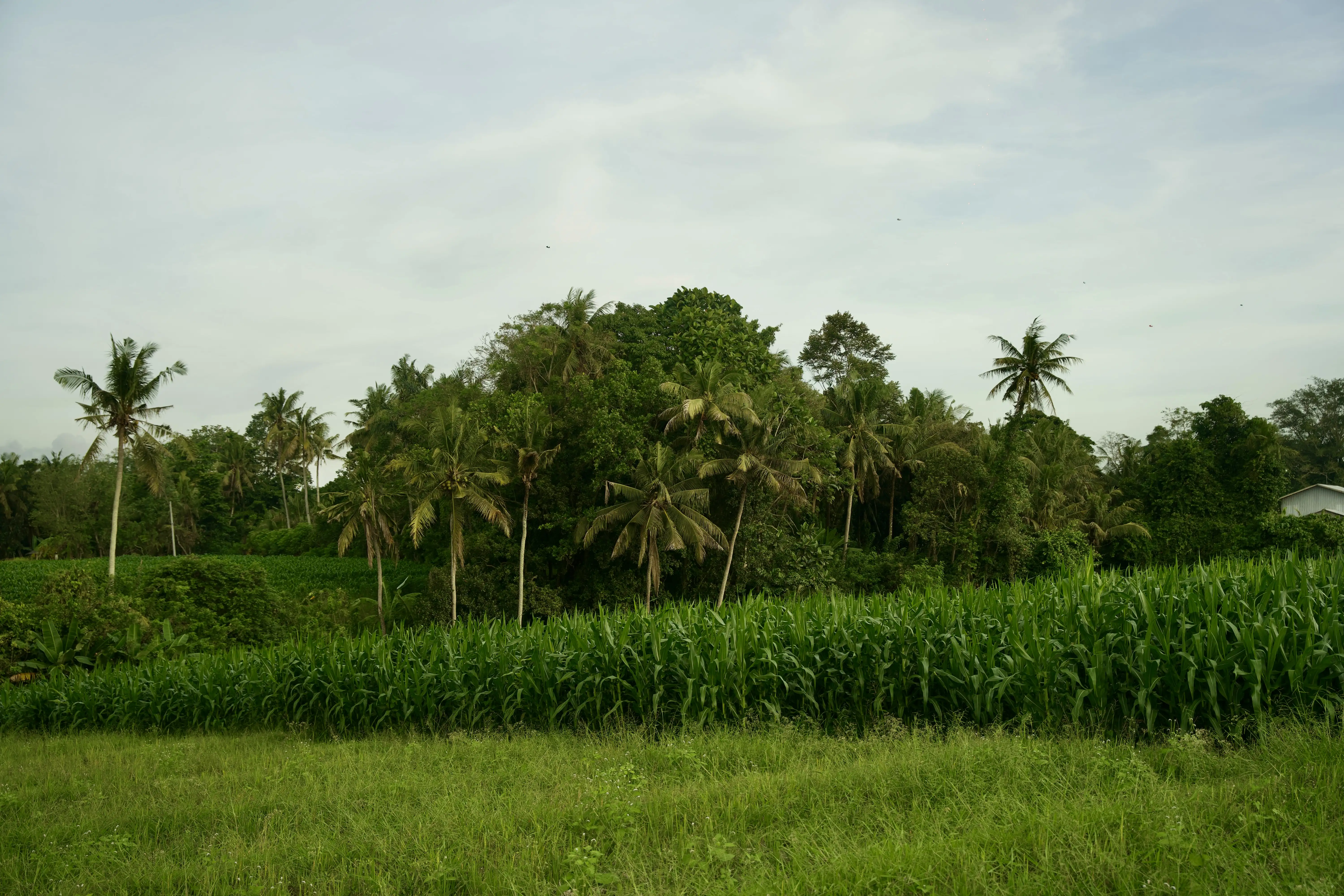 Land 0m² in Indonesia, Tabanan. Priced at 176673$ rent photo-14