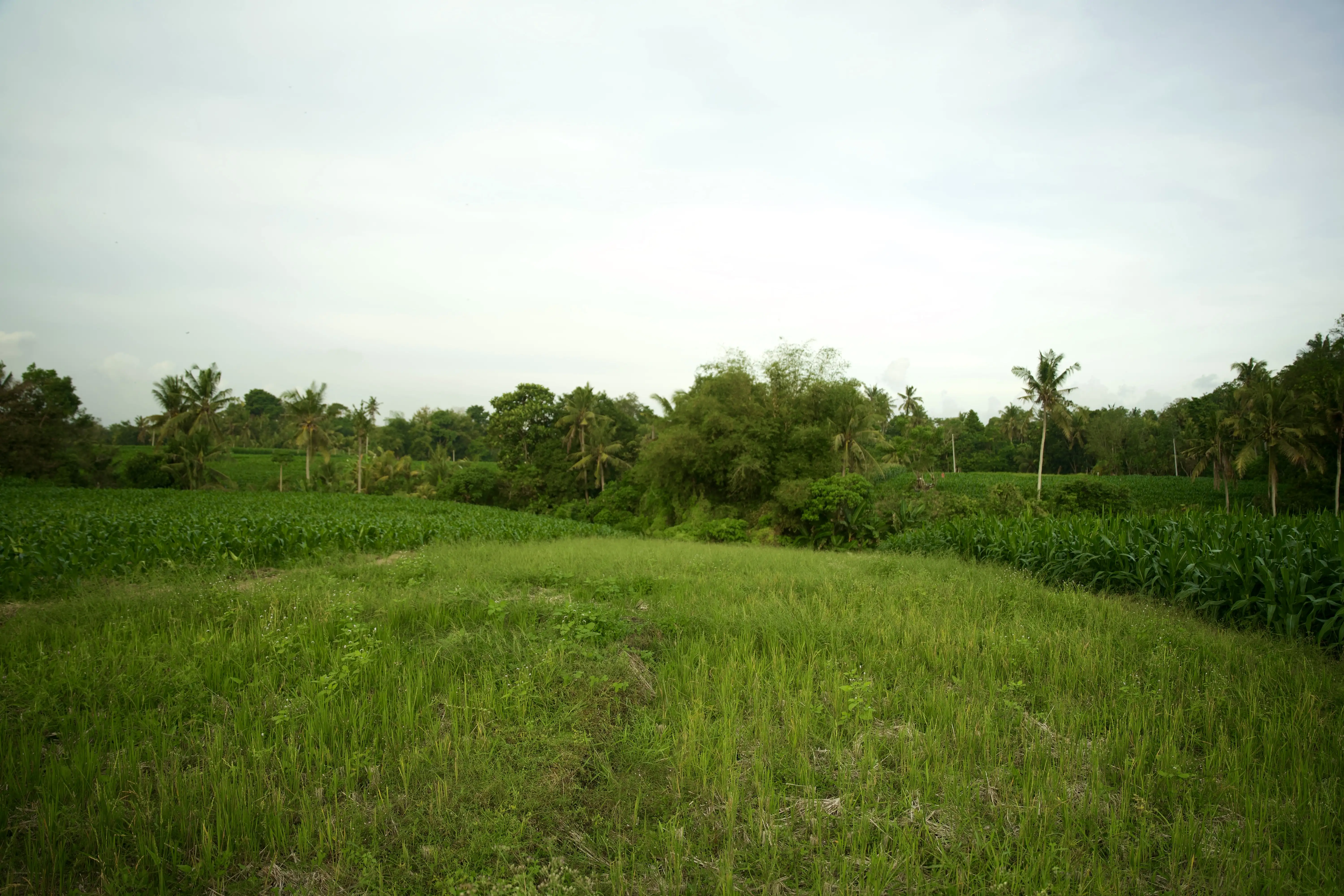 Land 0m² in Indonesia, Tabanan. Priced at 176673$ rent photo-23