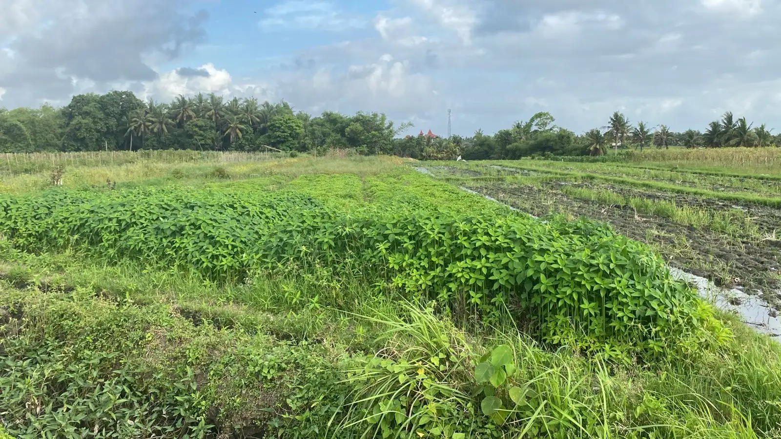 Land 0m² in Indonesia, Kedungu. Priced at 633308$ rent photo-2