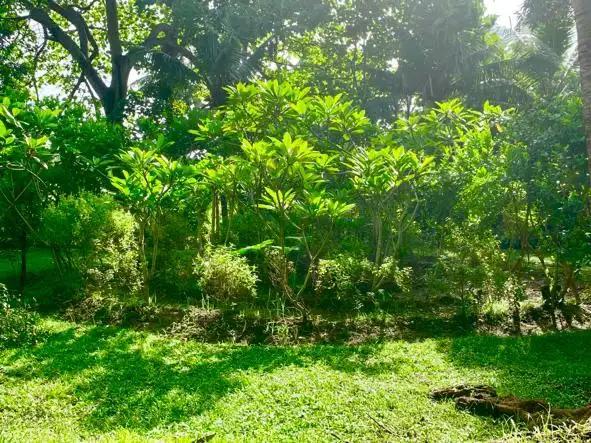 Land 0m² in Indonesia, Ubud. Priced at 290000$ rent photo-4