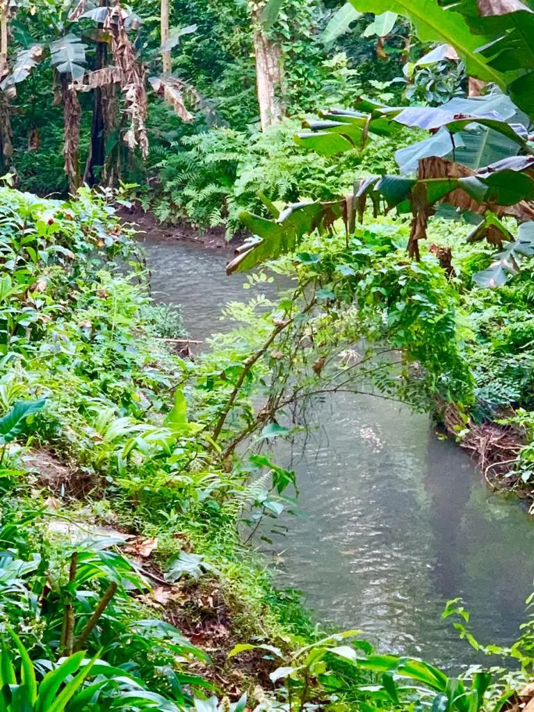 Land 0m² in Indonesia, Ubud. Priced at 290000$ rent photo-10