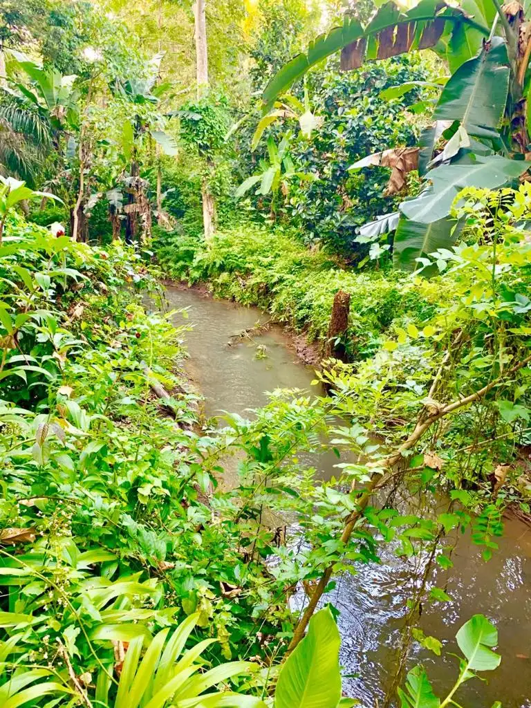 Land 0m² in Indonesia, Ubud. Priced at 290000$ rent photo-13