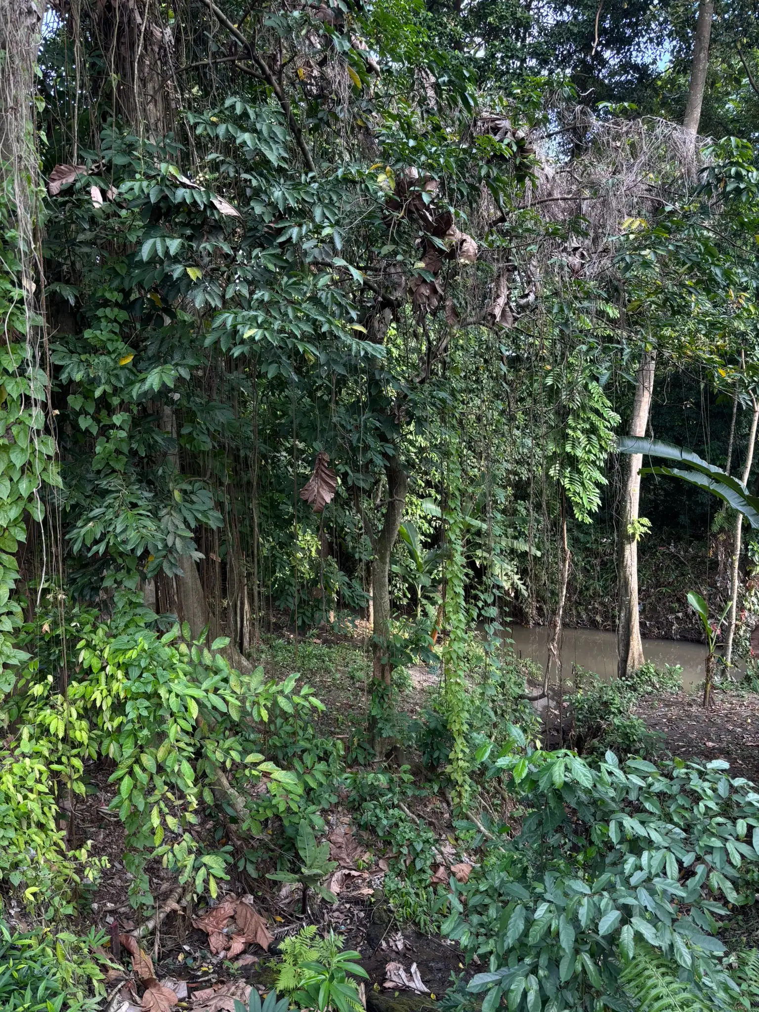 Land 780m² in Indonesia, Canggu. Priced at 134000$ rent photo-9