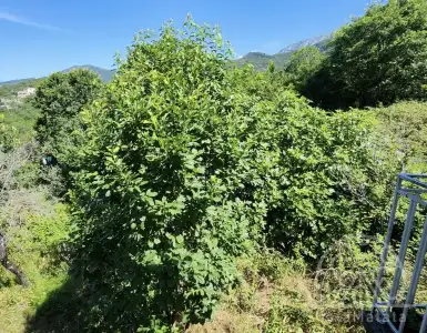Buy in Montenegro for 125000€