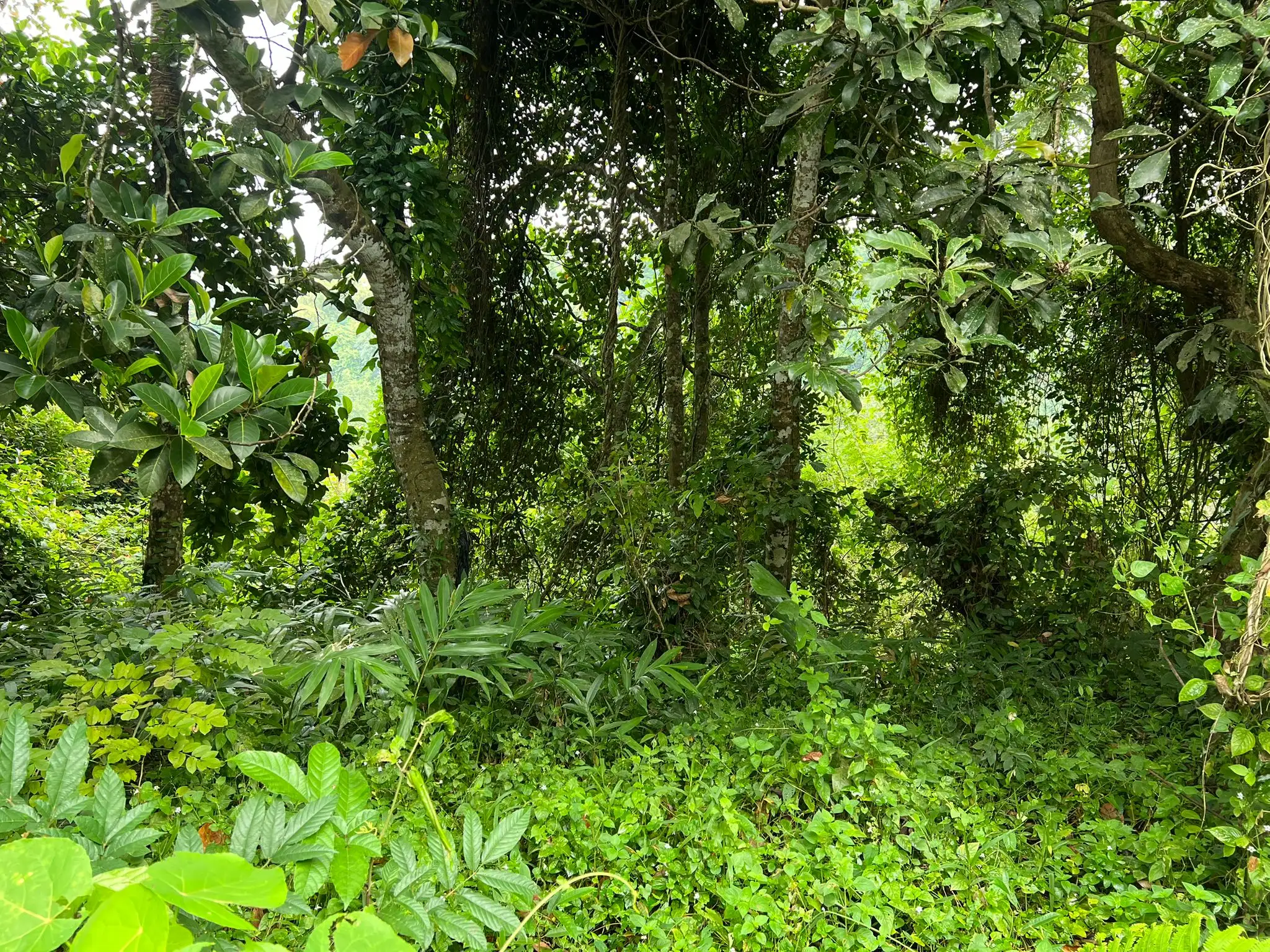 Land 0m² in Indonesia, Ubud. Priced at 224500$ rent photo-4