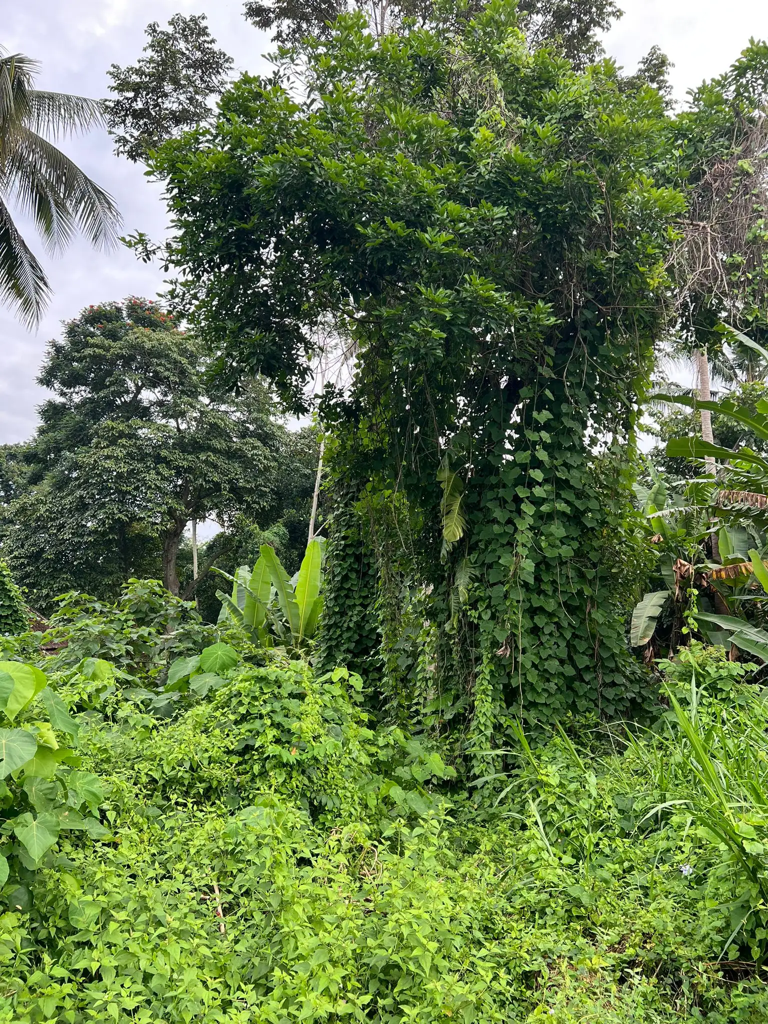 Land 0m² in Indonesia, Ubud. Priced at 224500$ rent photo-6