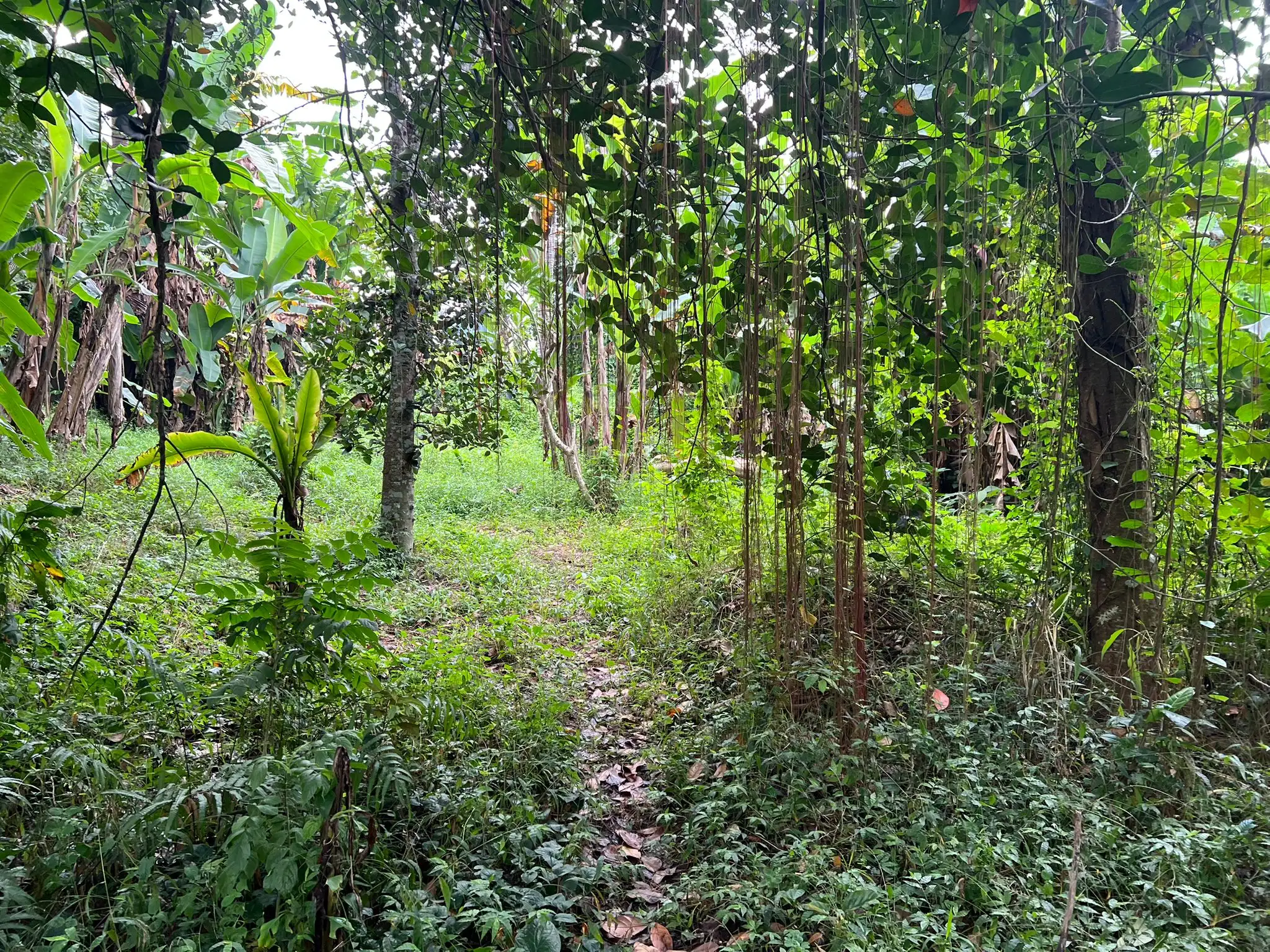 Land 0m² in Indonesia, Ubud. Priced at 224500$ rent photo-8
