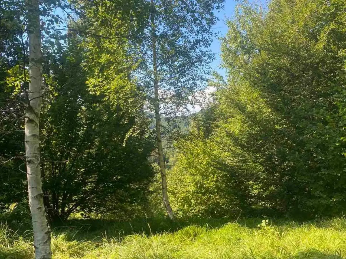 Land 1m² in Montenegro, Kolasin. Priced at 3990000€ rent photo-3